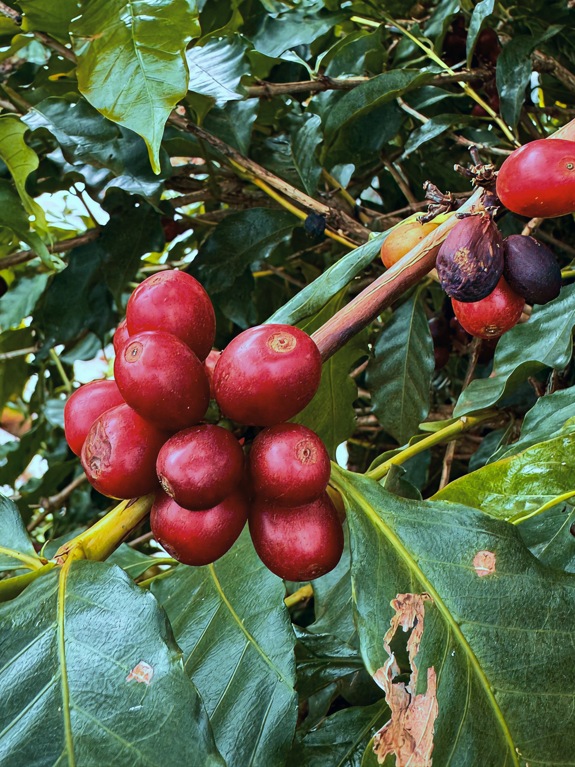 Cerezas maduras de café